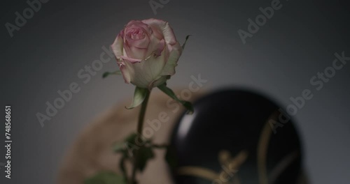 A pink rose withers slowly in a vase photo