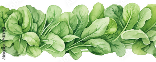 Watercolor background banner of spinach isolated on a white background as transparent PNG