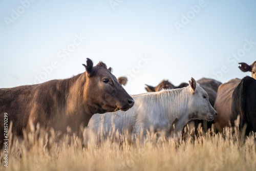 Portrait of Cows in a field grazing. Regenerative agriculture farm storing co2 in the soil with carbon sequestration. tall long pasture in a paddock on a farm in australia in a drought