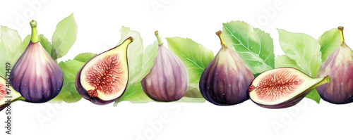 Watercolor background banner of fig isolated on a white background as transparent PNG