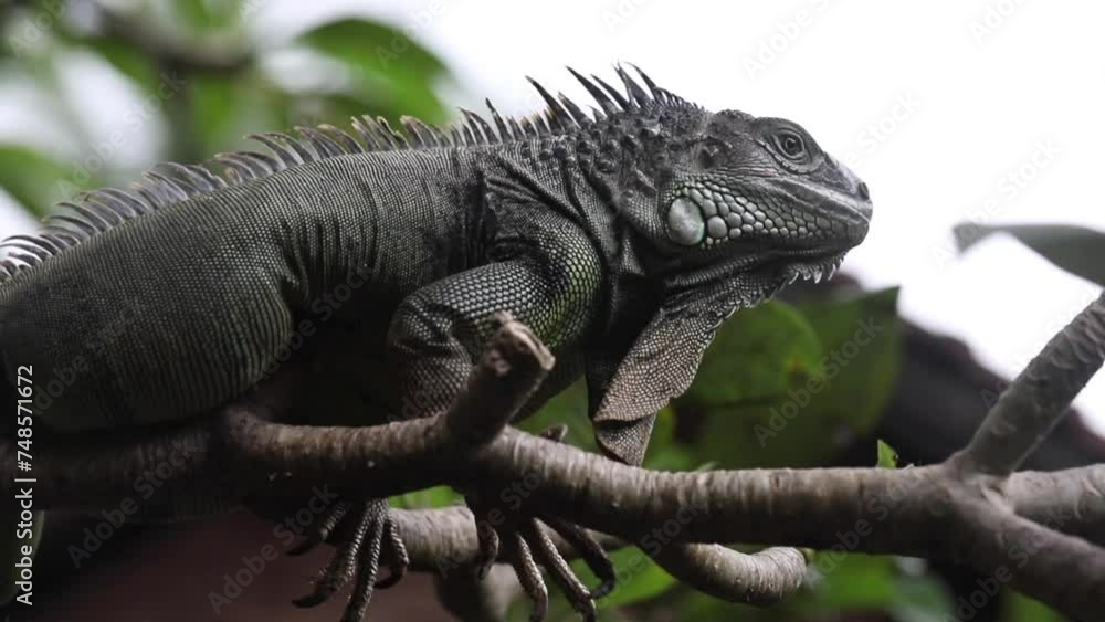 iguana sitting on a branch, reptile, exotic animals, tropical reptiles iguana sitting on a branch, reptile, exotic animals, tropical reptiles