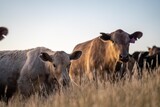 stud cattle, herd of fat cows and calves in a field on a regenerative agriculture farm. tall dry grass in summer in australia