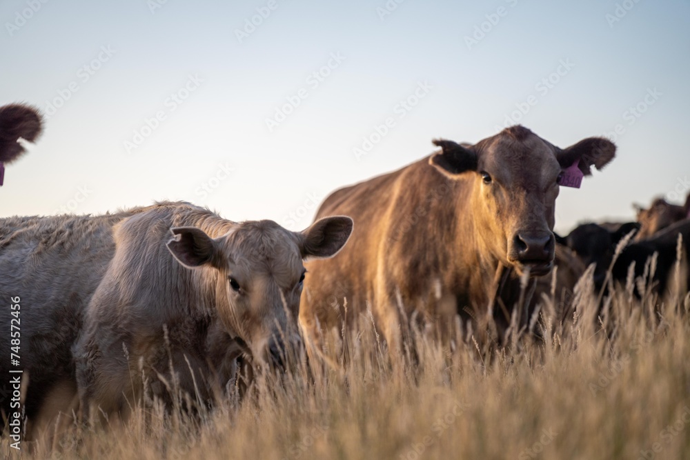 cows and calfs grazing on dry tall grass on a hill in summer in australia. beautiful fat herd of cattle on an agricultural farm in an australian in summer cows and calfs grazing on dry tall grass on a hill in summer in australia. beautiful fat herd of cattle on an agricultural farm in an australian in summer