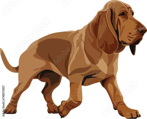 vector bloodhound dog walking cool