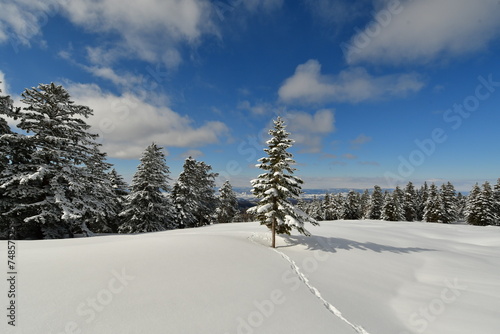 Ski Touring Hokkaido Japan Biei Fuji Blue sky Mountain Scene Forest Snow photo