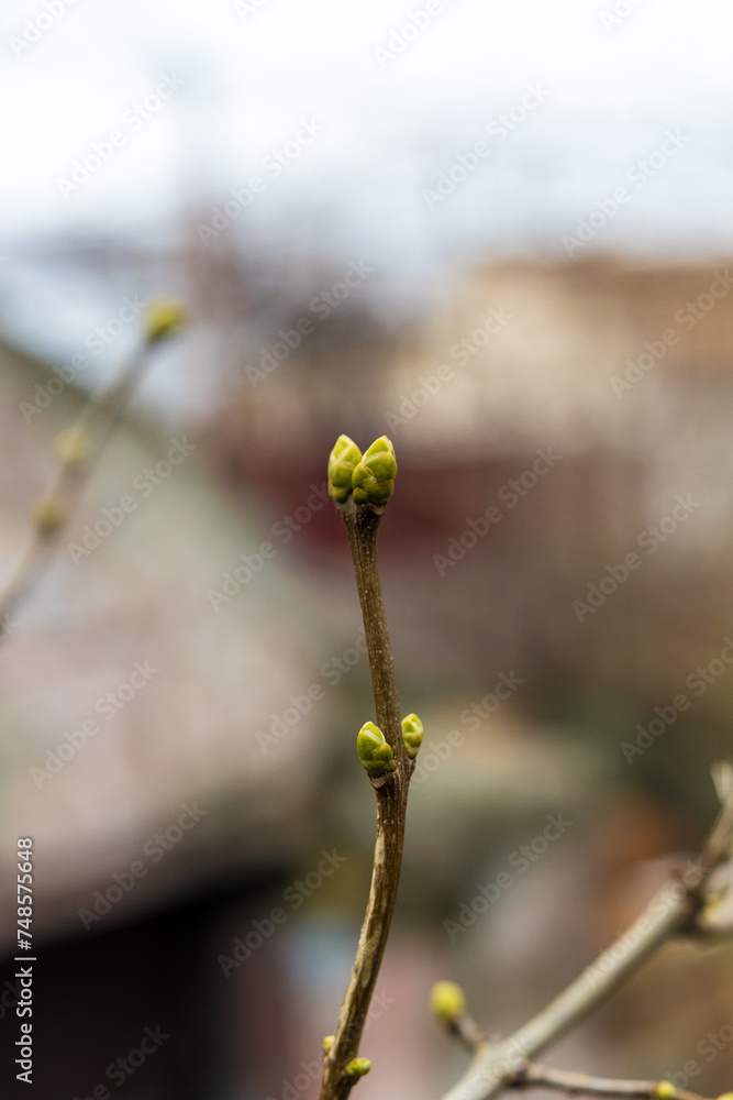 Late January capture: Lilac branch adorned with tiny buds, poised for the imminent arrival of spring. A hopeful glimpse of nature's renewal Late January capture: Lilac branch adorned with tiny buds, poised for the imminent arrival of spring. A hopeful glimpse of nature's renewal