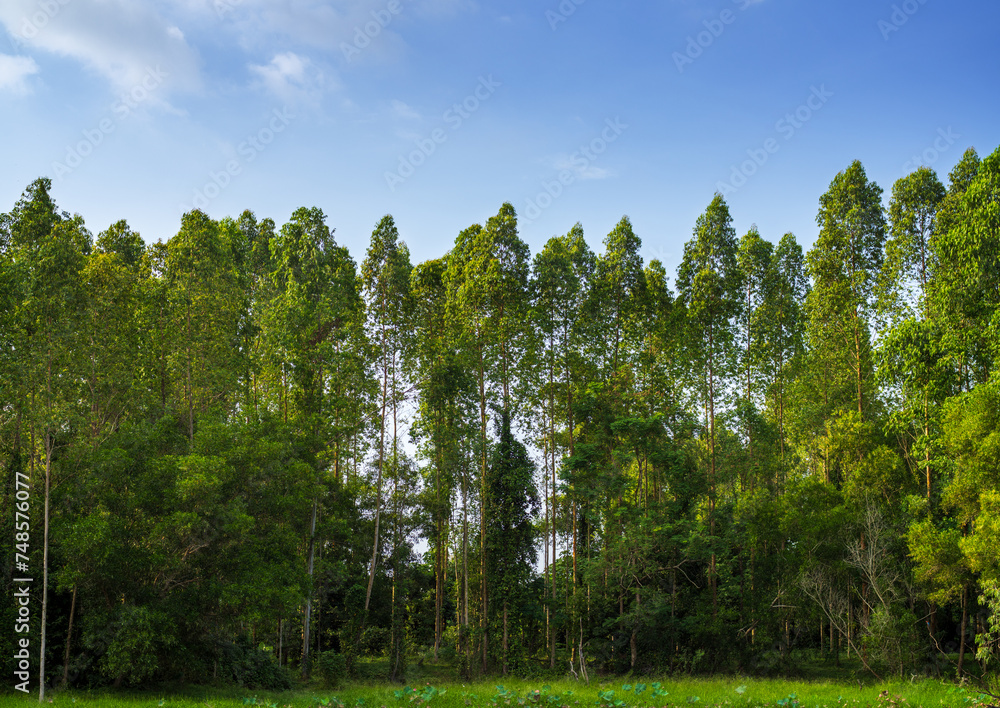Fototapeta premium Trees and sky on summer day background