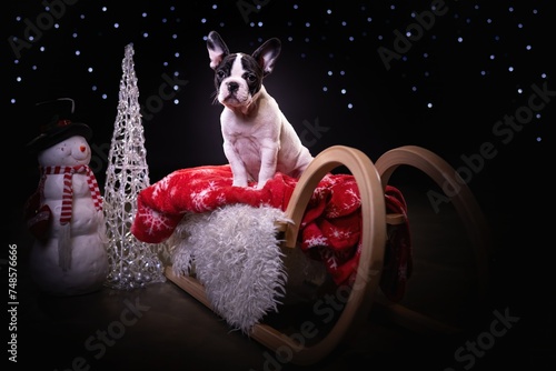 Happy dog in Christmas studio. Beautiful and cute dog portrait on dark background with Christmas atmosphere. Pet photography in studio.