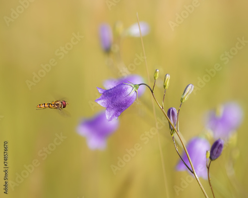 Hoverfly flying towards bellflowers on a meadow