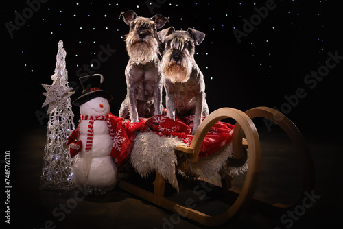 Happy dog in Christmas studio. Beautiful and cute dog portrait on dark background with Christmas atmosphere. Pet photography in studio.