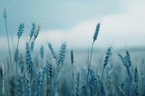 A detailed view of a field of wheat. Perfect for agriculture concepts