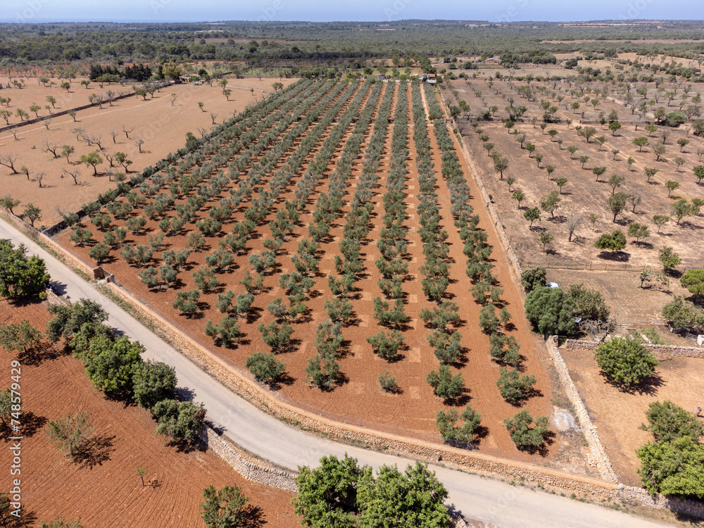 olive grove on the way to L'Àguila, Llucmajor, Mallorca, Spain