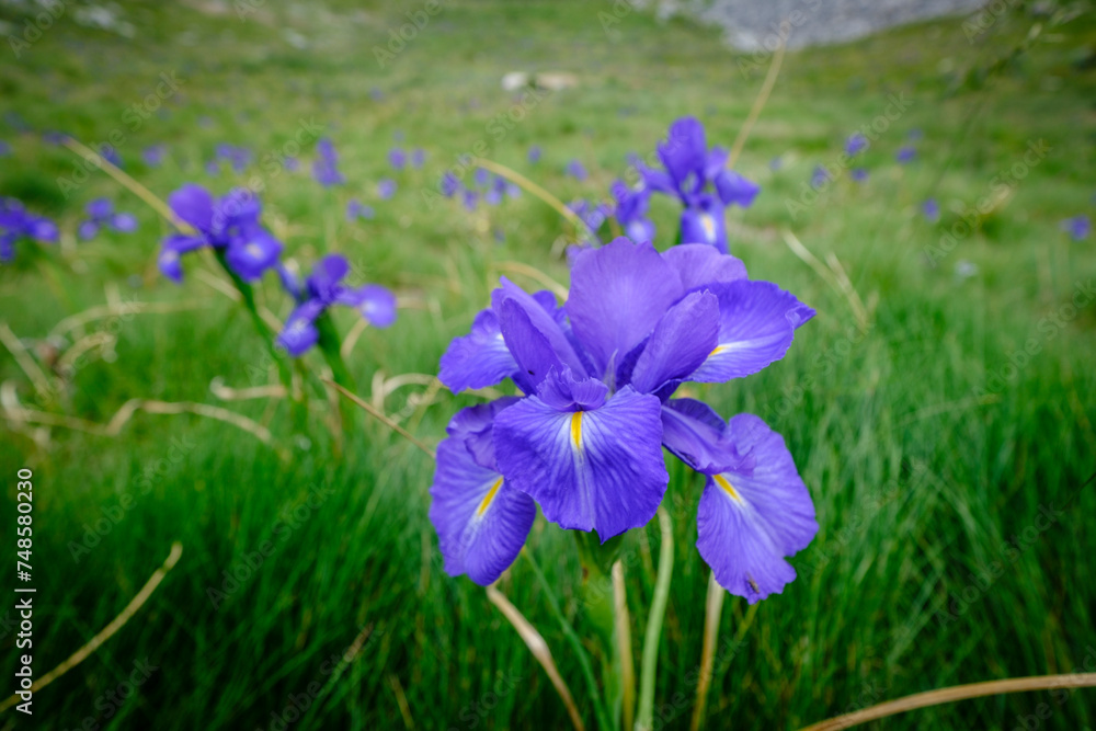 blue lily (Iris latifolia), col de Anéou, Ayous lakes tour, Pyrenees National Park, Pyrenees Atlantiques, France