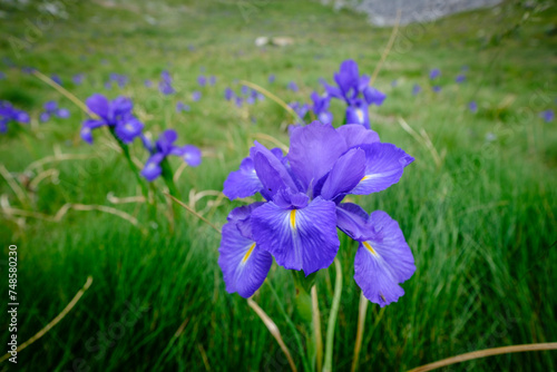 blue lily  Iris latifolia   col de An  ou  Ayous lakes tour  Pyrenees National Park  Pyrenees Atlantiques  France