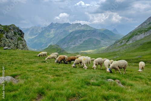 flock of sheep in the meadows of Portalet, Ayous lakes tour, Pyrenees National Park, Pyrenees Atlantiques, France © Tolo
