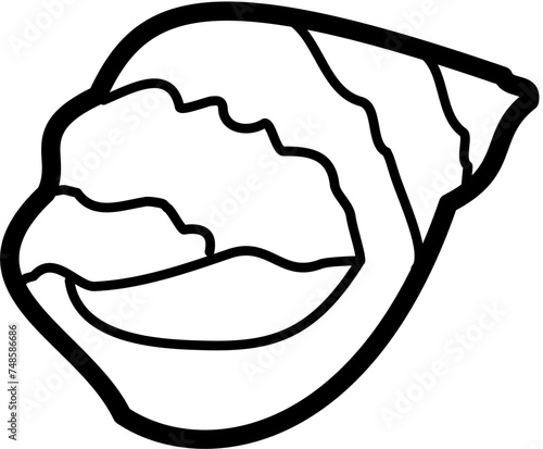 Exotic sheashell doodle beach sand