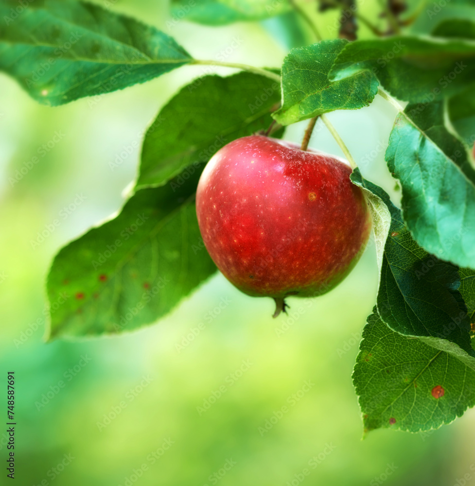 Red apple, orchard and farm for agriculture, summer season and garden for countryside tree and plant. Fruit, nature and leaf in outdoor, environment and nutrition for healthy diet in organic harvest Red apple, orchard and farm for agriculture, summer season and garden for countryside tree and plant. Fruit, nature and leaf in outdoor, environment and nutrition for healthy diet in organic harvest