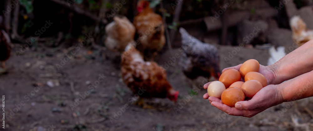 a woman holds chicken eggs in her hands against the background of chickens. farm. a woman holds chicken eggs in her hands against the background of chickens. farm.