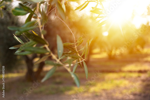 Olive tree branches lit by evening sun photo