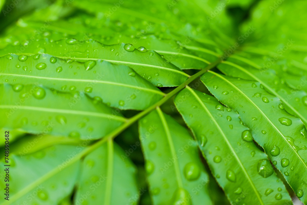 water droplets on fern leaves water droplets on fern leaves