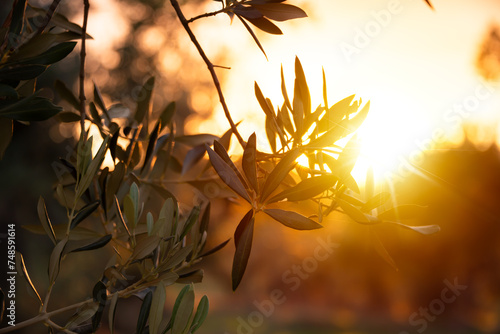 Olive tree branches on sunset