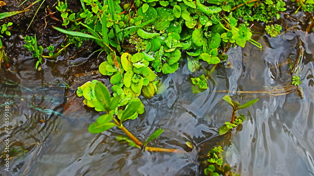 Pistia stratiotes is an aquatic plant that is usually found floating in calm waters or ponds. It is also popular as an aquarium protection plant.