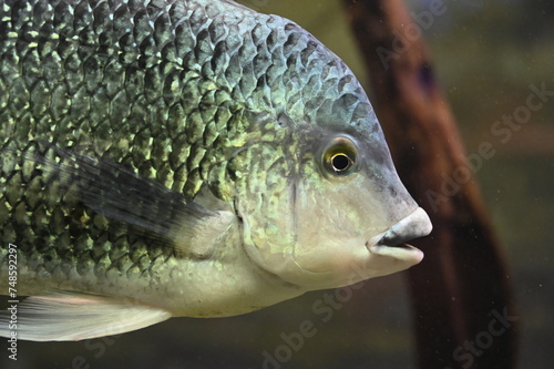 Poisson dans un aquarium tropical