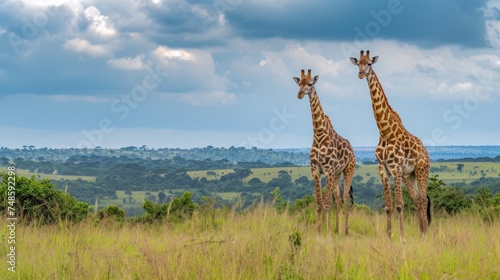 a couple of giraffe standing next to each other on a lush green field under a cloudy blue sky.
