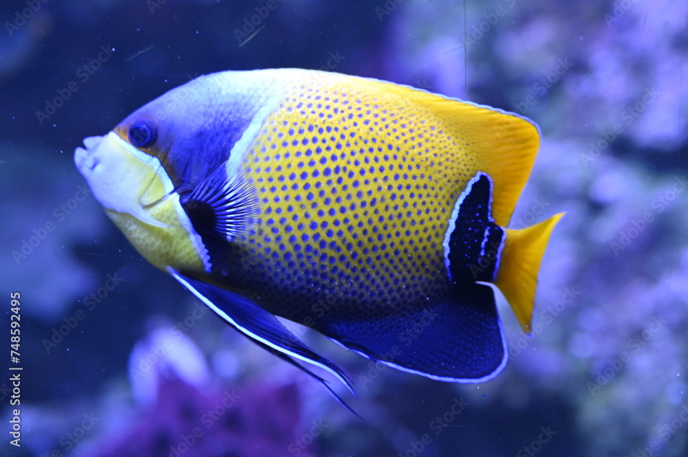 Naklejka premium Poisson dans un aquarium tropical