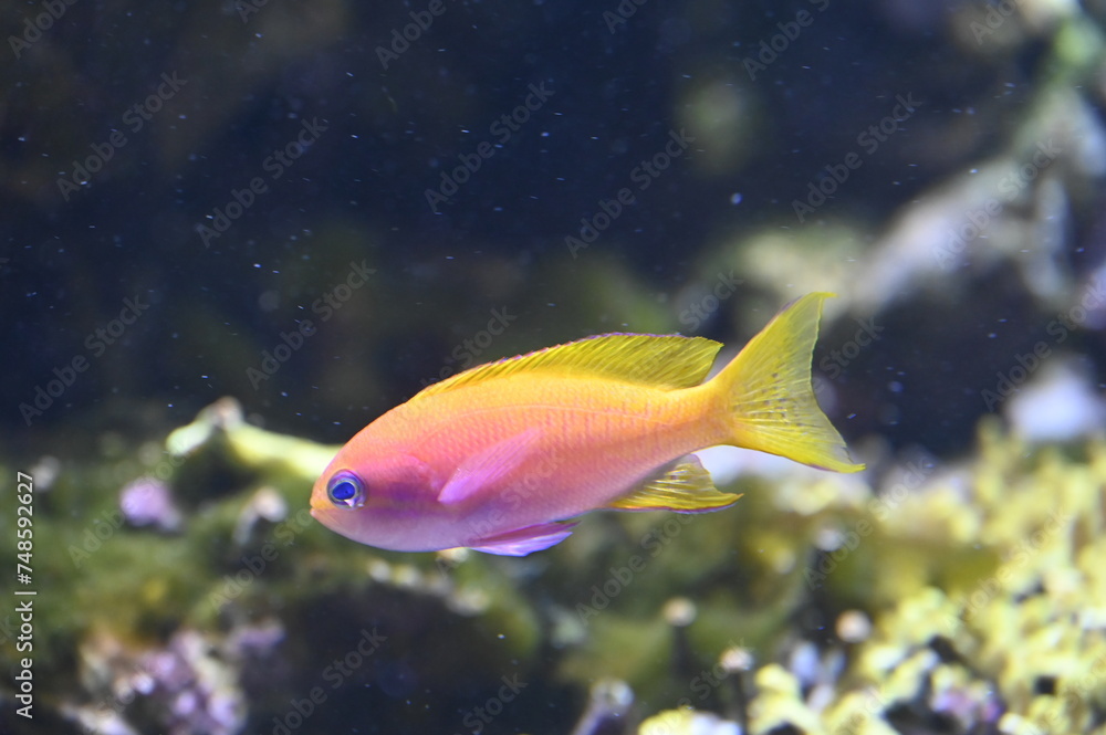 Poisson dans un aquarium