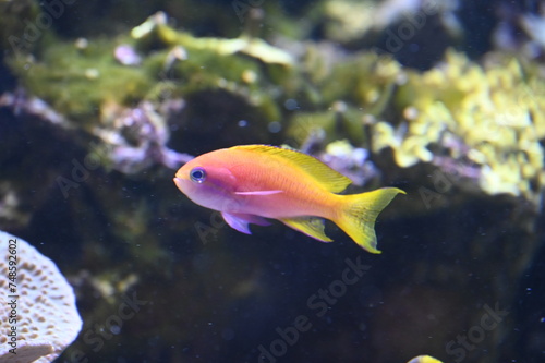 Fototapeta Naklejka Na Ścianę i Meble -  Poisson dans un aquarium tropical