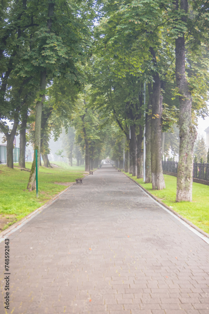 City summer park in the fog. A park alley with benches is buried in fog