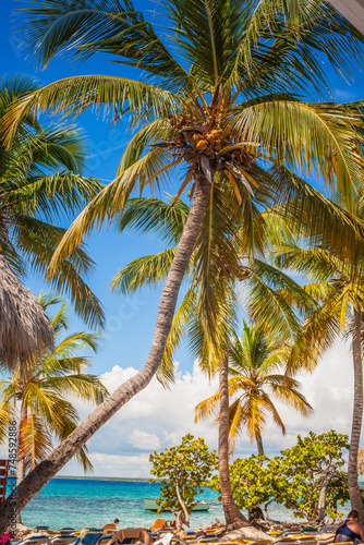 Caribbean beach with a lot of palms and white sand, Dominican Republic. Sunny warm day at the sea under palm trees. Sun loungers under palm trees photo