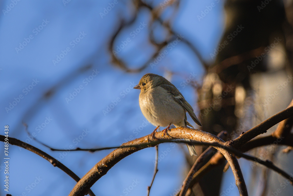Female Eurasian Chaffinch perched on a tree branch in the morning light