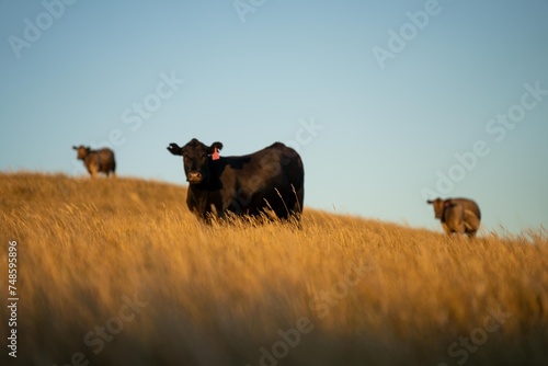 beautiful cattle in Australia  eating grass, grazing on pasture. Herd of cows free range beef being regenerative raised on an agricultural farm. Sustainable farming of food crops. Cow in field © Phoebe