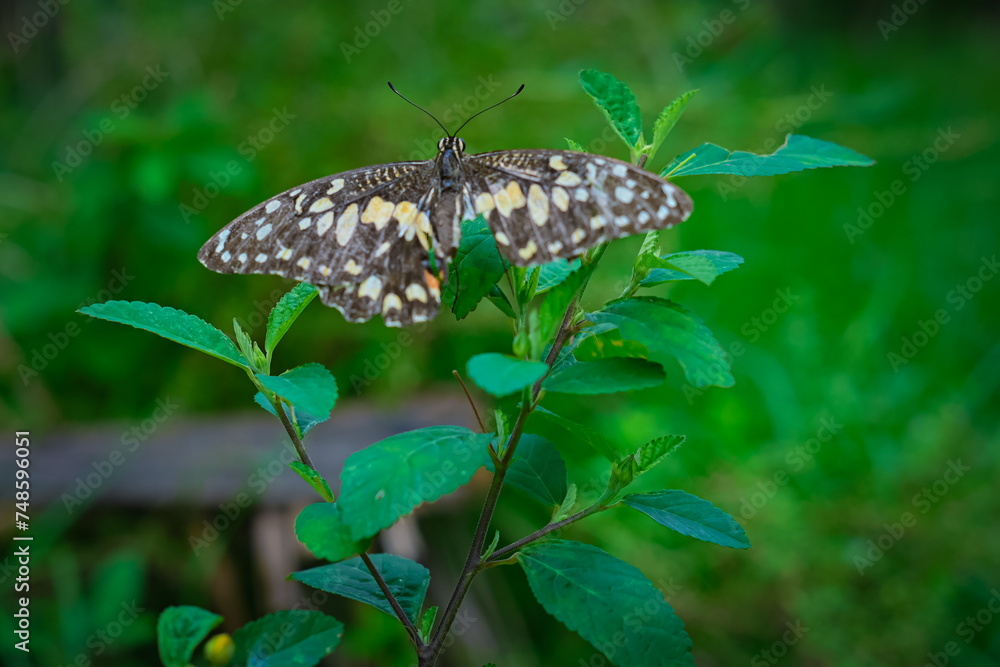 Fototapeta premium Butterflies land on the tops of leaves
