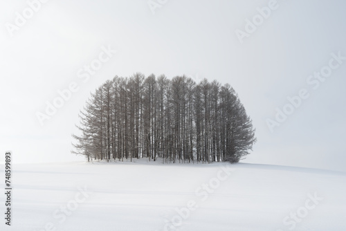 copse of trees in winter against snowy backdrop