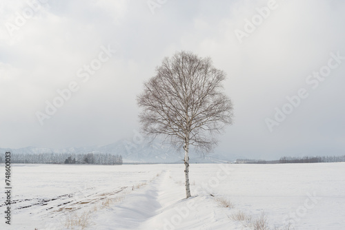 lone birch tree in winter against snowy backdrop