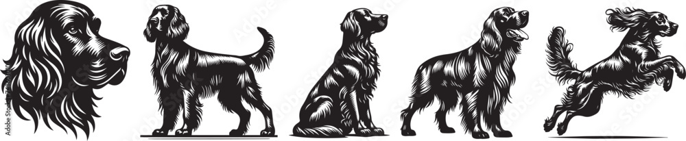 setter breed dog, vector black white set shape