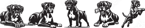 boxer breed dog, vector black white set shape