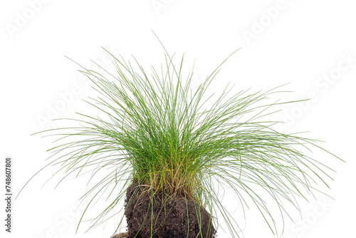 Soil with grass.