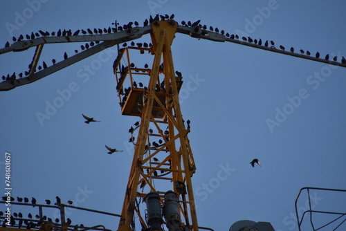 starlings on a construction crane