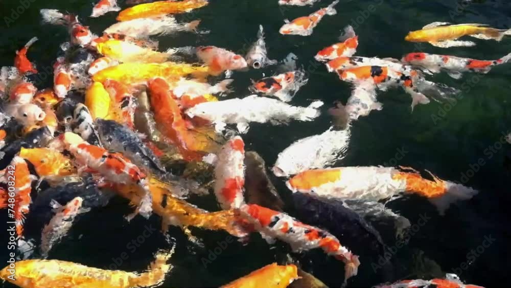 Beautifully colored koi fish swimming in clear pond water Beautifully colored koi fish swimming in clear pond water