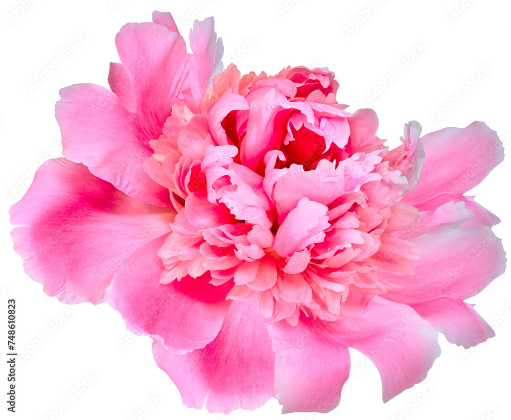 Pink peony flower  on  isolated background. Closeup. For design. Transparent background.  Nature.