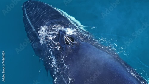 Close-up aerial overhead on blowholes of humpback whale spouting in azure ocean photo