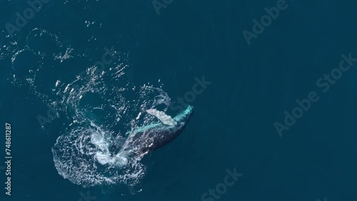Playful Humpback whale calf at surface of ocean turns to swim on back. Aerial photo
