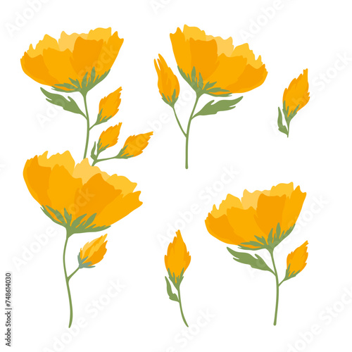 Wild flowers set. Floral herbal plants with yellow blooms. Anemone. Botanical flat vector illustration of gentle summer flora isolated on white background.