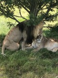 Südafrika - Löwen 