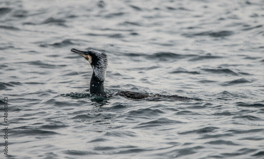Obraz premium cormorant