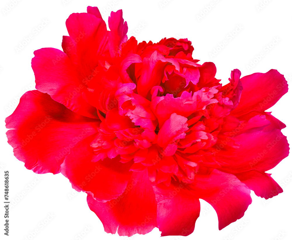 Red peony flower on isolated background with clipping path. Closeup. For design. Transparent background. Red peony flower on isolated background with clipping path. Closeup. For design. Transparent background.